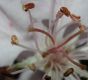 image of Malus coronaria