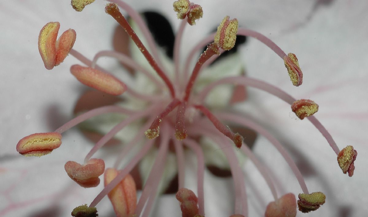 Rosaceae Malus coronaria