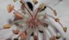 image of Malus coronaria