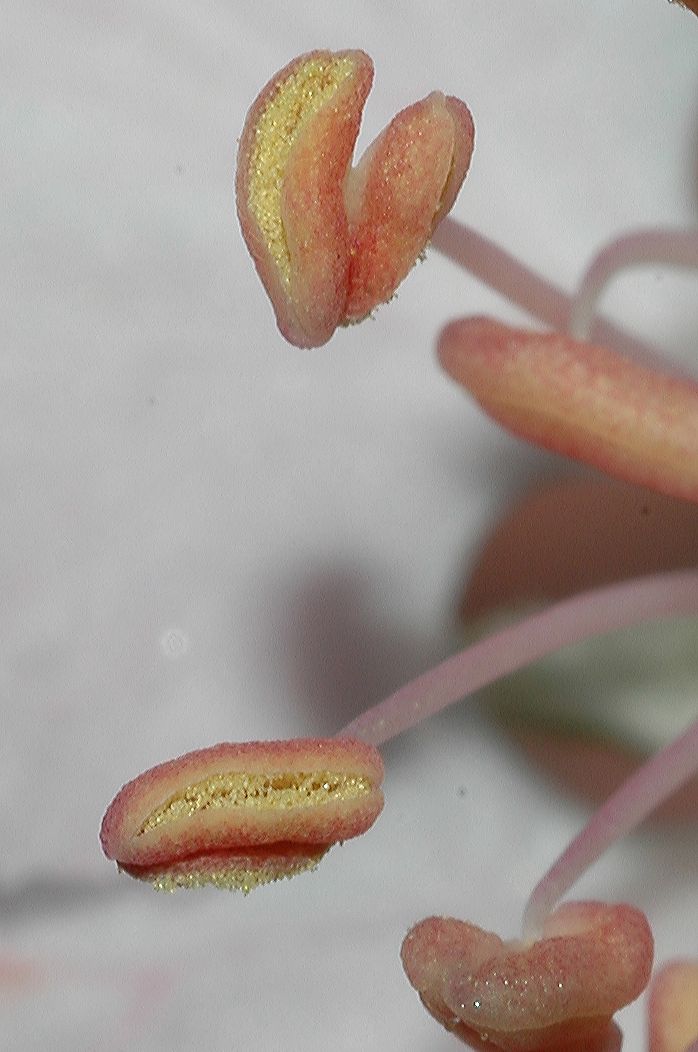 Rosaceae Malus coronaria