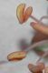 image of Malus coronaria