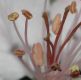 image of Malus coronaria