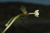 image of Ranunculus subrigidus