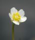image of Ranunculus subrigidus