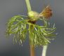 image of Ranunculus subrigidus