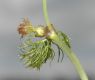 image of Ranunculus subrigidus