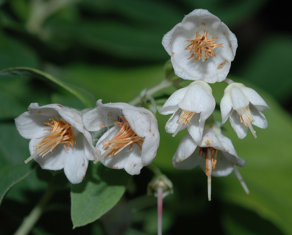 Ericaceae Vaccinium stamineum