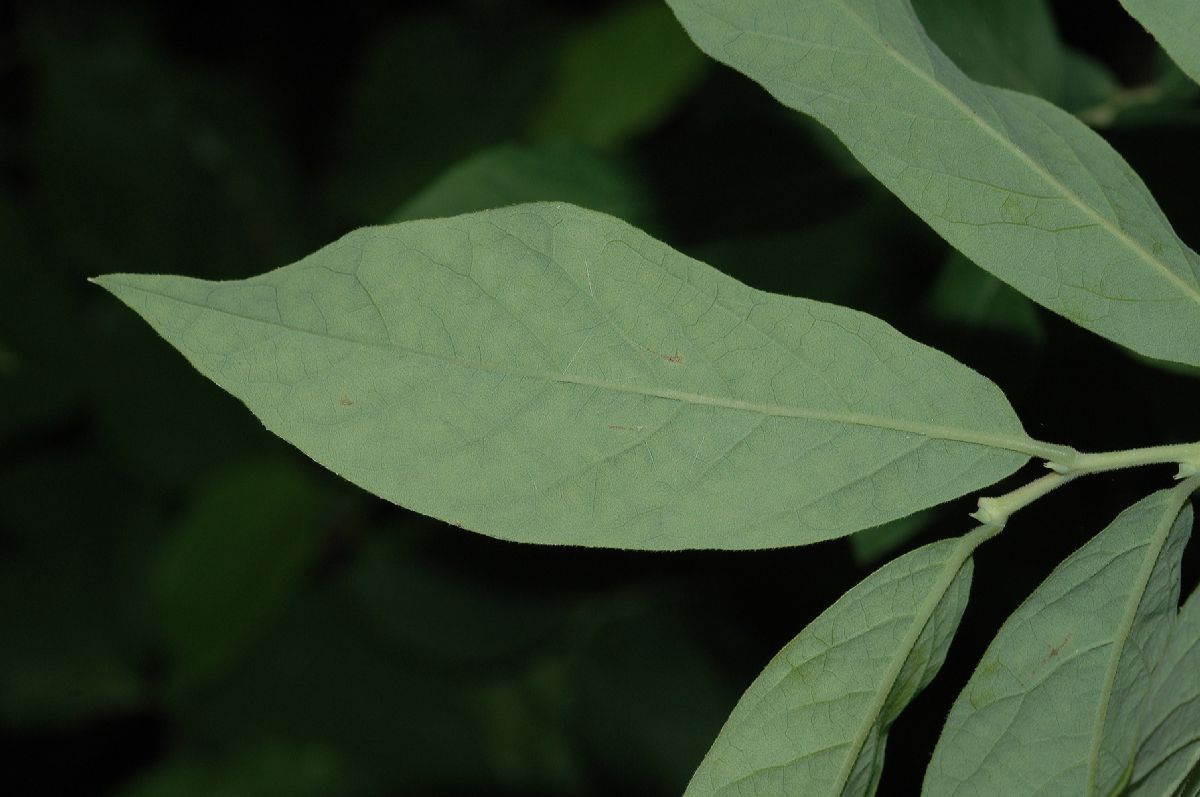 Ericaceae Vaccinium stamineum