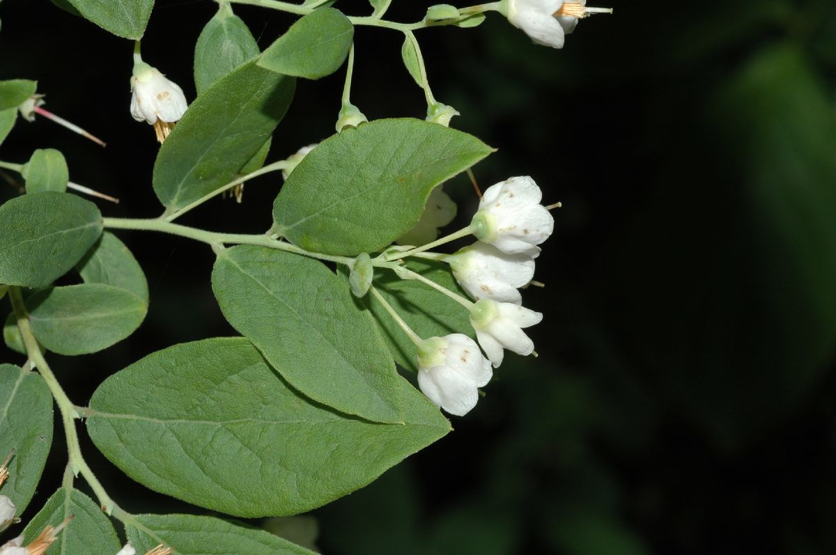 Ericaceae Vaccinium stamineum