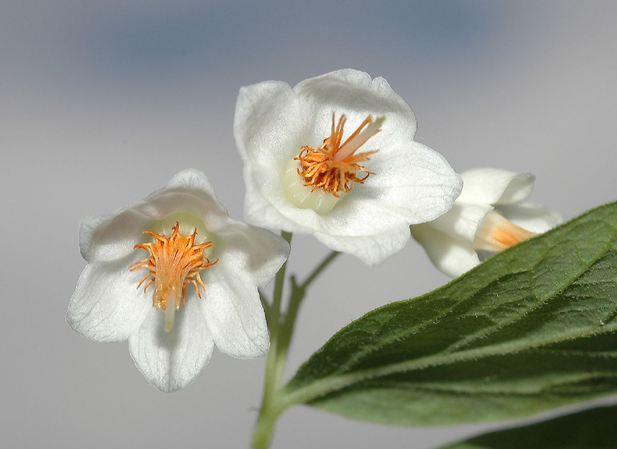 Ericaceae Vaccinium stamineum
