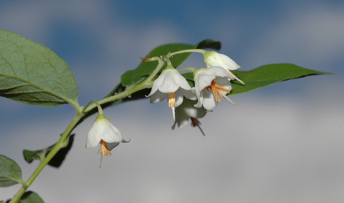 Ericaceae Vaccinium stamineum
