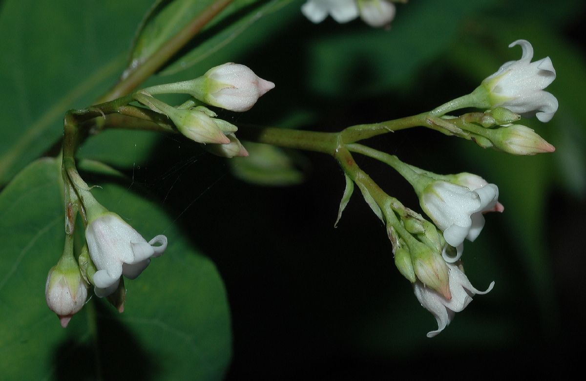 Apocynaceae Apocynum androsaemifolium