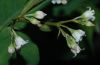 image of Apocynum androsaemifolium
