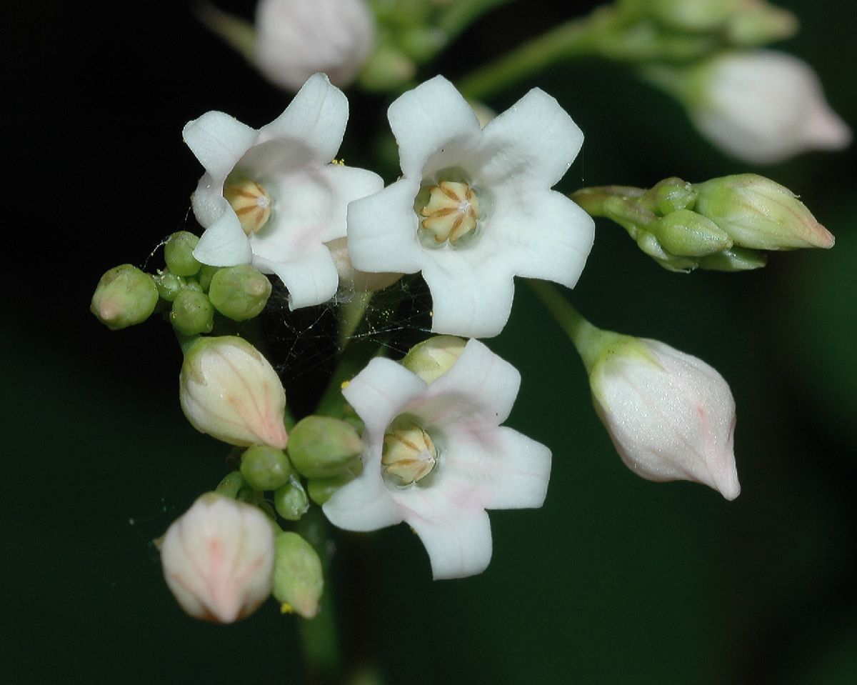 Apocynaceae Apocynum androsaemifolium