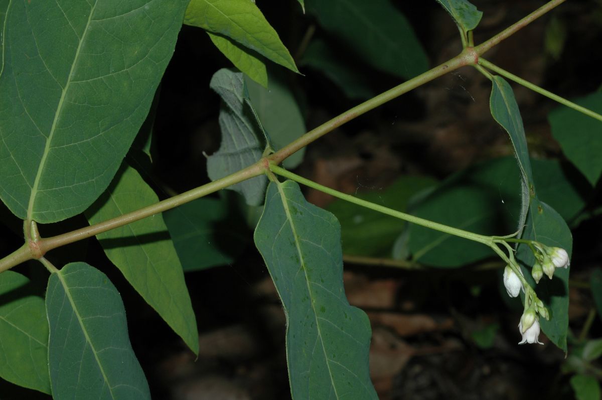 Apocynaceae Apocynum androsaemifolium