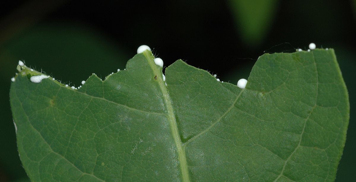 Apocynaceae Apocynum androsaemifolium
