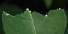 image of Apocynum androsaemifolium