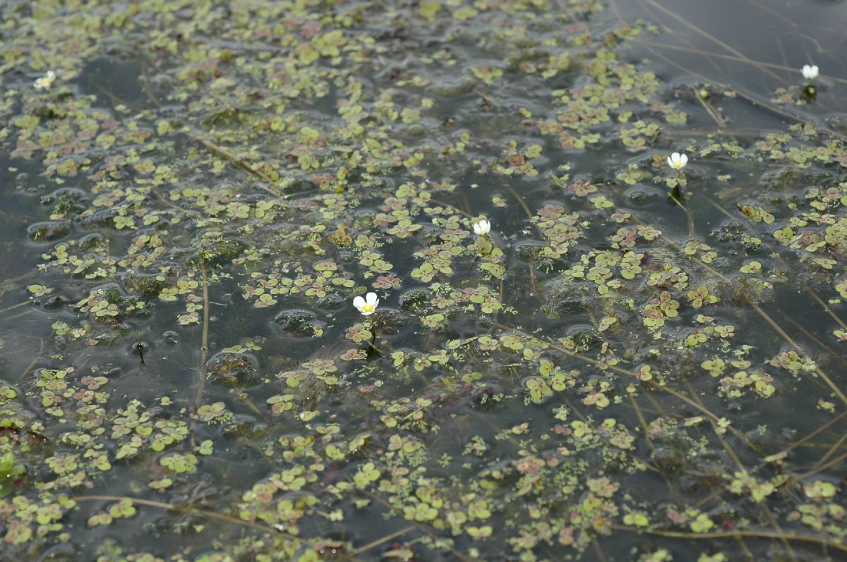 Ranunculaceae Ranunculus subrigidus
