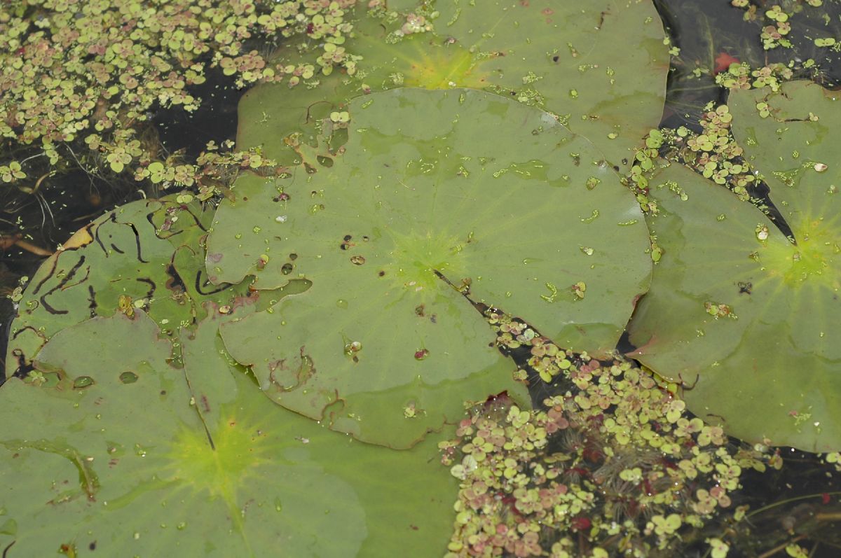 Nymphaeaceae Nymphaea odorata