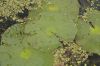 image of Nymphaea odorata