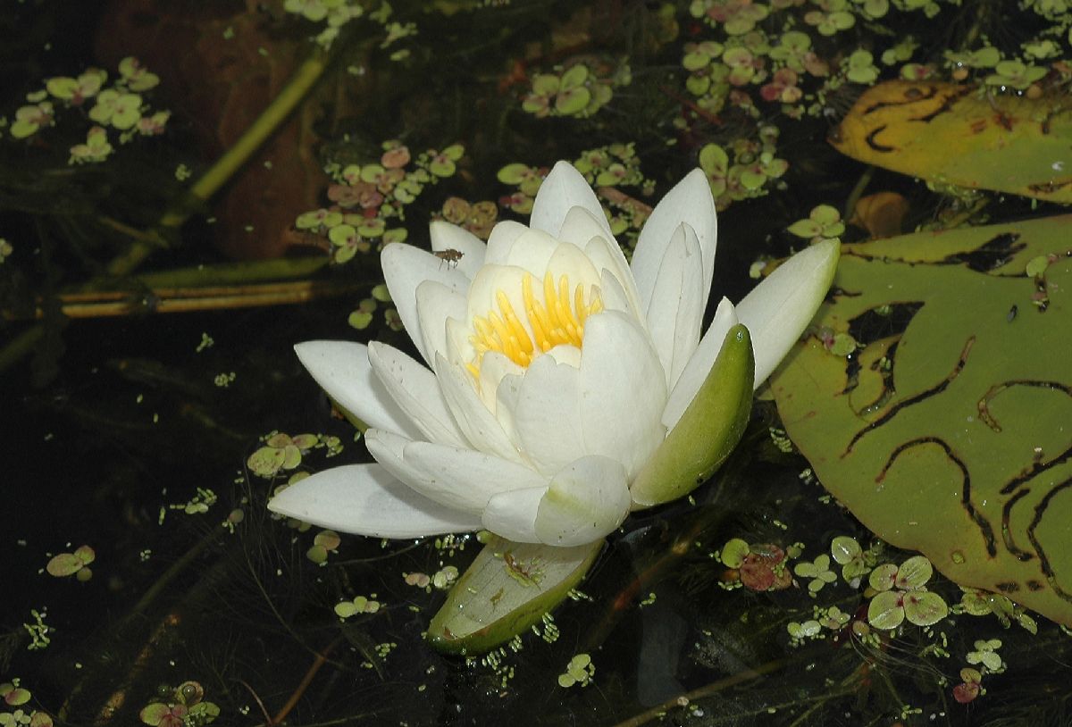 Nymphaeaceae Nymphaea odorata