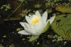 image of Nymphaea odorata