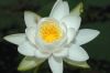 image of Nymphaea odorata