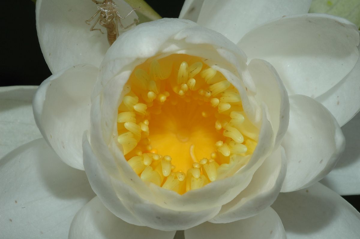 Nymphaeaceae Nymphaea odorata