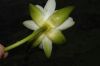 image of Nymphaea odorata