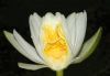 image of Nymphaea odorata