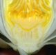 image of Nymphaea odorata