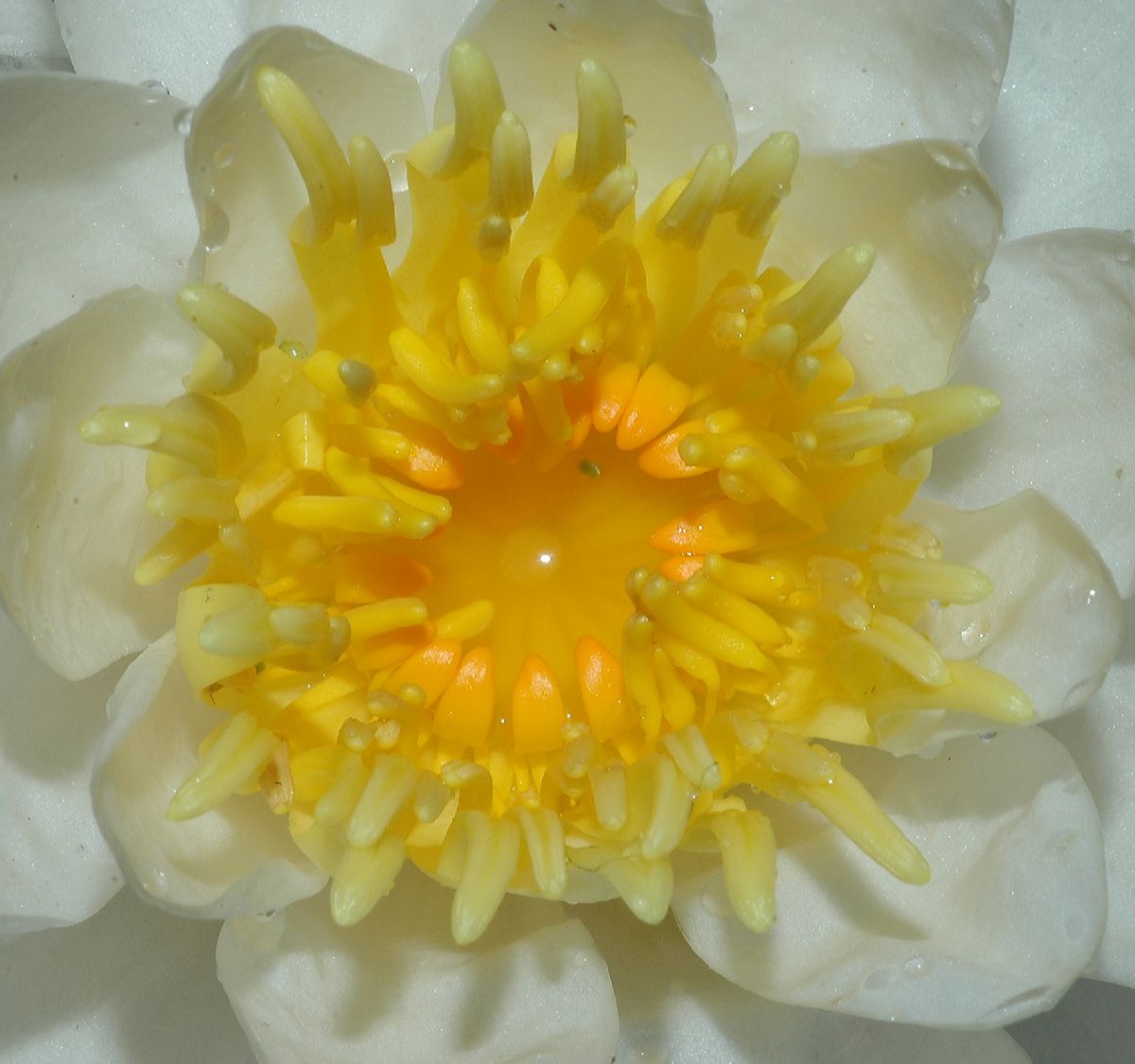 Nymphaeaceae Nymphaea odorata