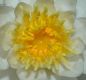 image of Nymphaea odorata