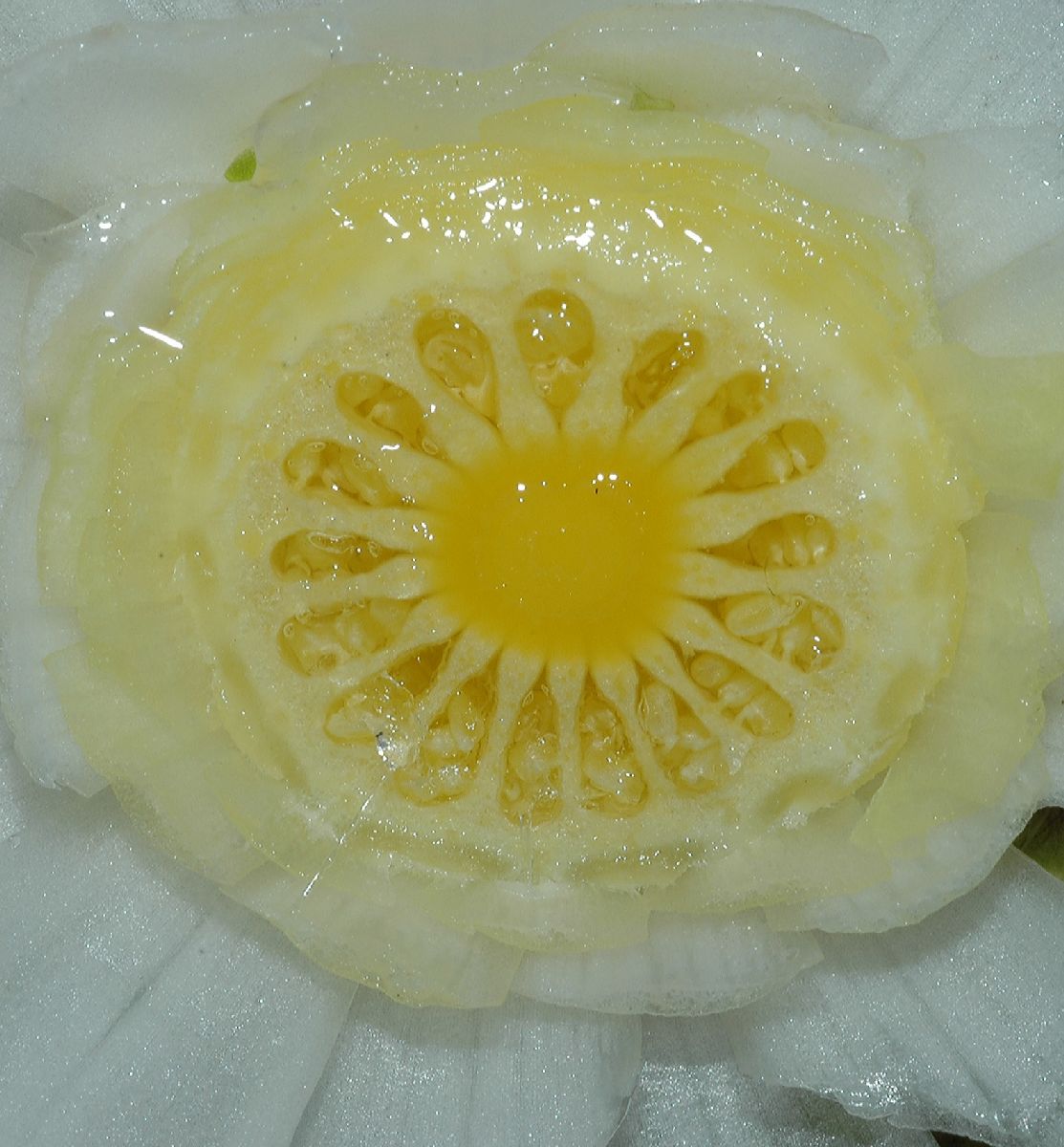 Nymphaeaceae Nymphaea odorata