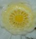 image of Nymphaea odorata