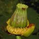 image of Nuphar variegata