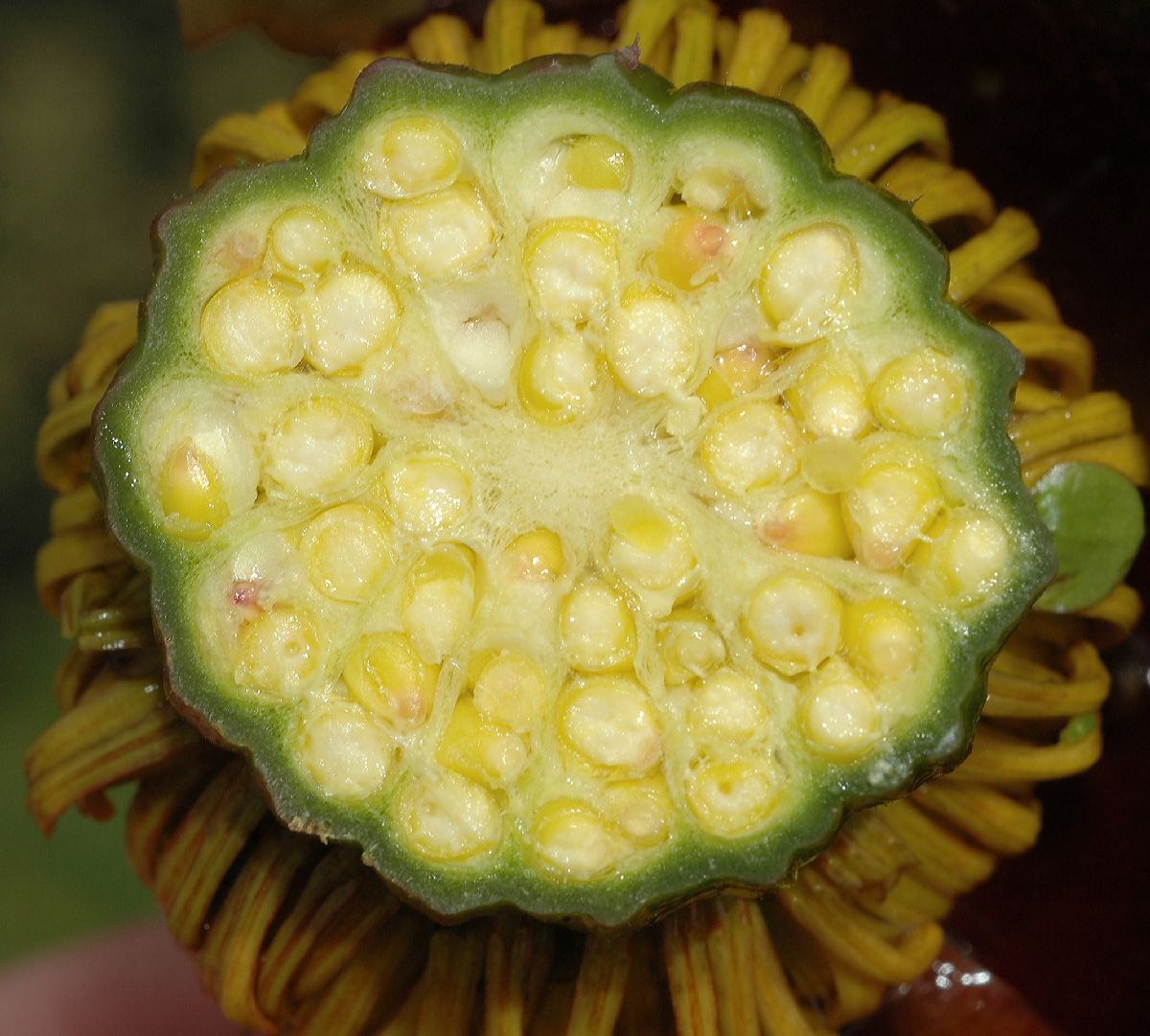 Nymphaeaceae Nuphar variegata