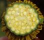 image of Nuphar variegata