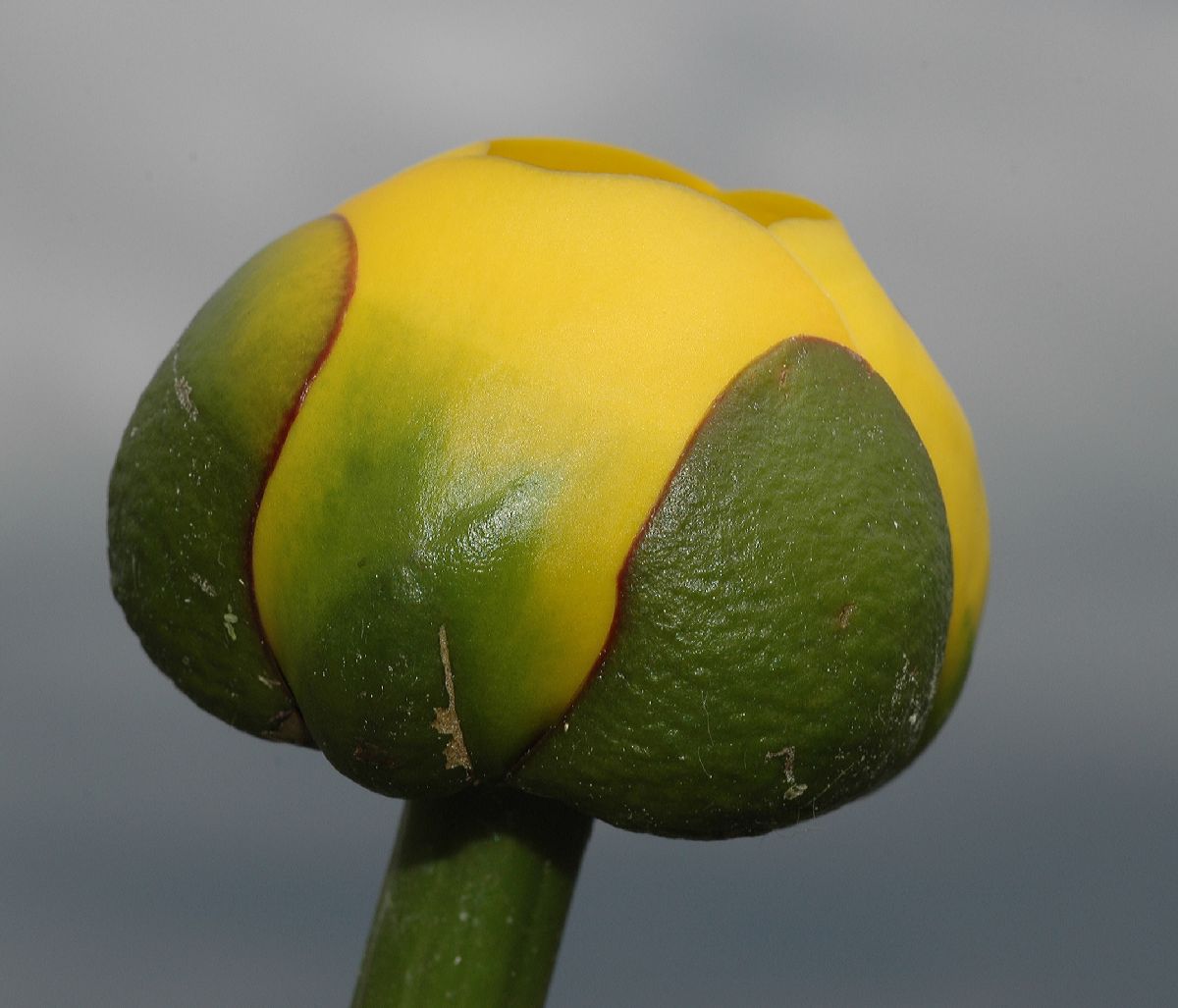 Nymphaeaceae Nuphar variegata