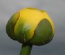 image of Nuphar variegata