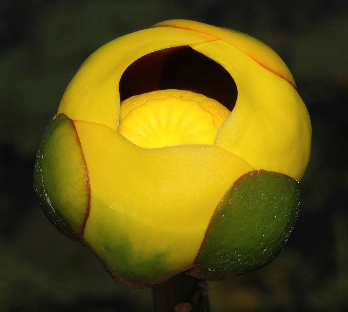 Nymphaeaceae Nuphar variegata