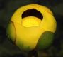 image of Nuphar variegata
