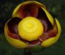 image of Nuphar variegata