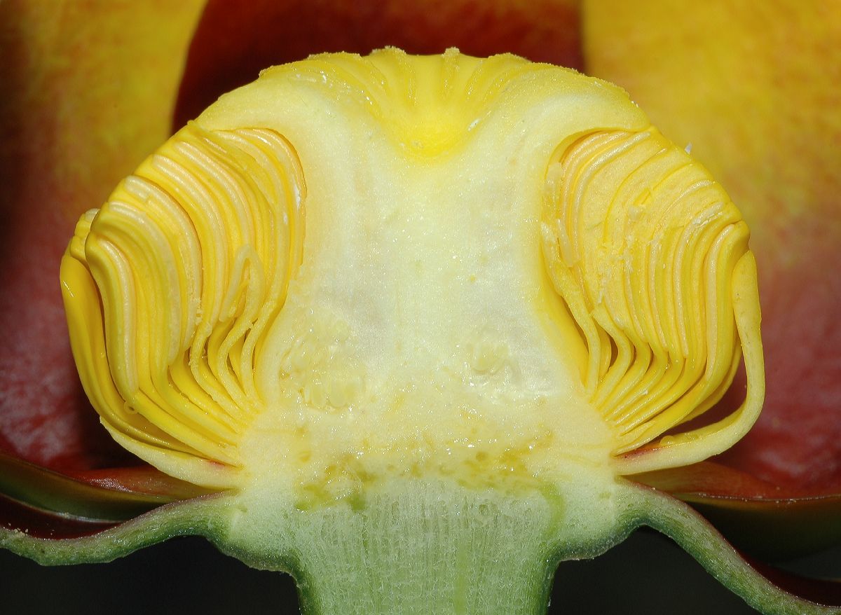 Nymphaeaceae Nuphar variegata