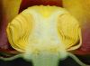 image of Nuphar variegata