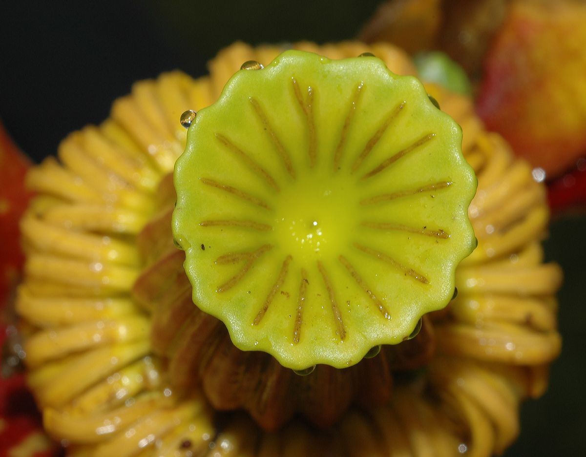 Nymphaeaceae Nuphar variegata