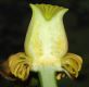 image of Nuphar variegata