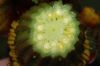 image of Nuphar variegata
