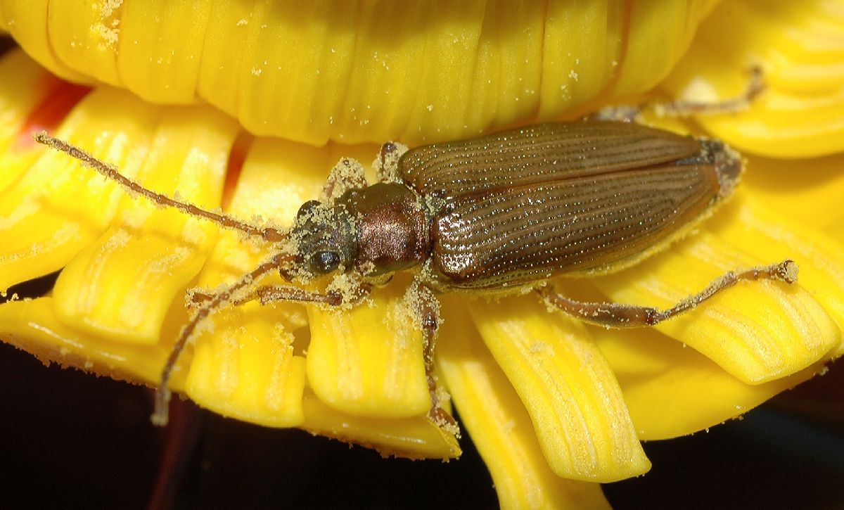 Chrysomelidae Donacia 