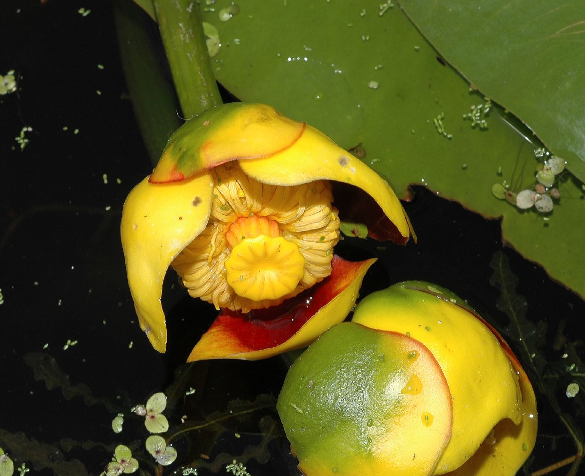 Nymphaeaceae Nuphar variegata